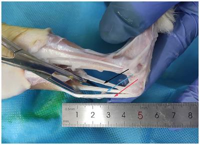 Is there a duration-characteristic relationship for trypsin exposure on tendon? A study on anterior cruciate ligament reconstruction in a rabbit model